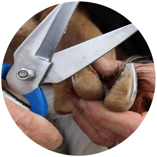 Veterinary Tools & Accessories